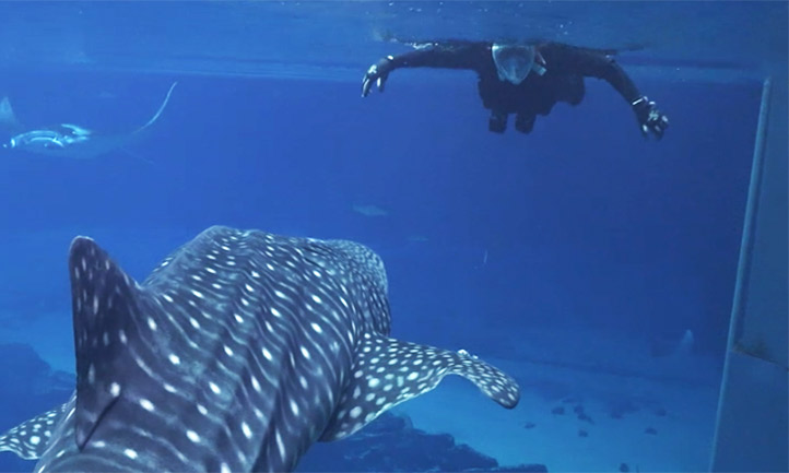 Survivor swims with a whale shark
