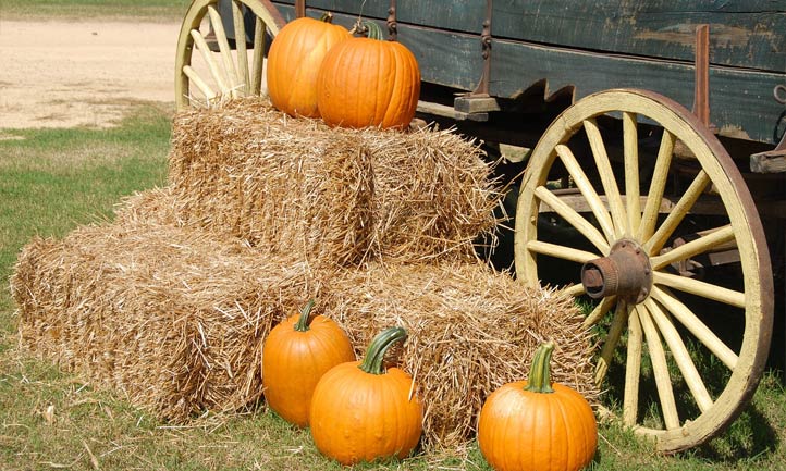 wagon and pumpkins