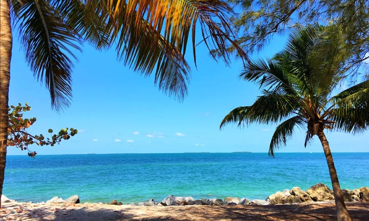 Palm Trees on Florida Beach