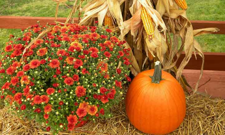 mums, pumpkins, hay