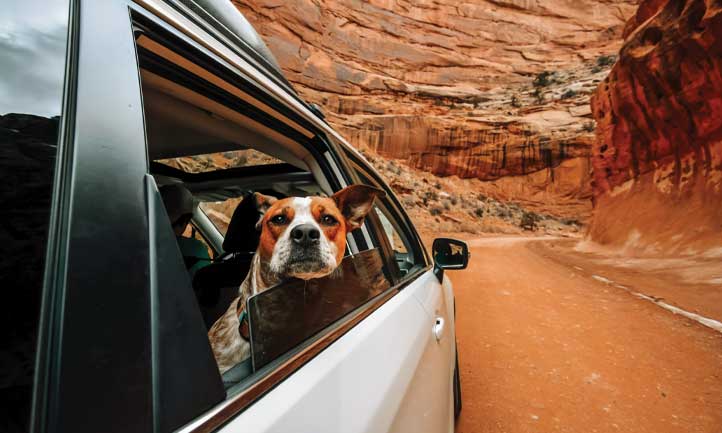 Emily's Dog in the desert